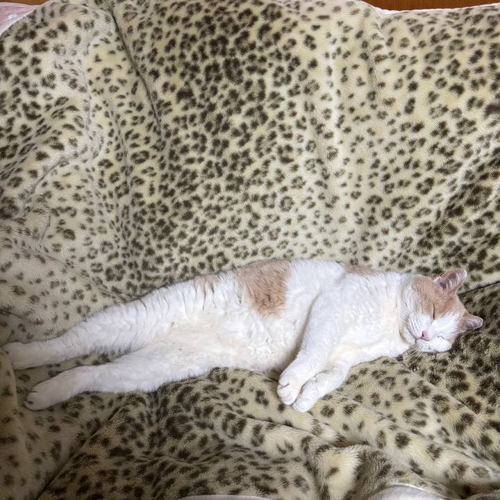 4aa8627f 0046 4ecf 8927 3d1bfbff8db2 1775047255683