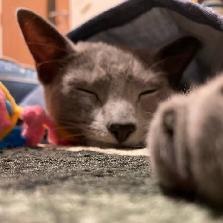 4aa9e432 8440 4d34 9d80 3227ceabdb5d 1621509390111