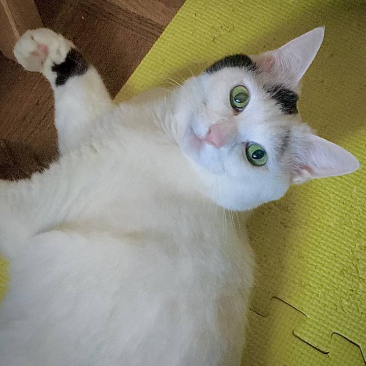 4aaa0240 46f1 484c 96d8 1a93a8245b77 1586503267207