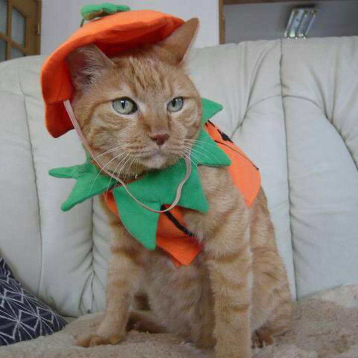 4aab66b4 a5a1 4c47 a056 be6de80d2d08 1509335204970