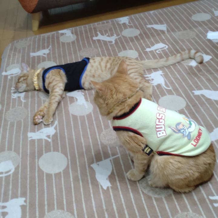 4aafd41c bcf8 4c17 9f1a eec2f5d985cf 1685278248955