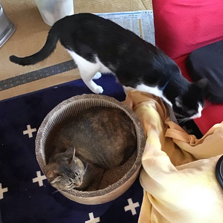 4ab213bf 86d5 4e97 aead 5a3ed2d2c3c5 1706699698645