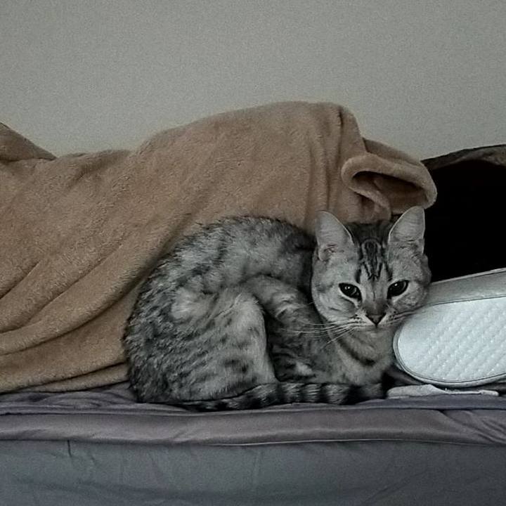 4ab39ee4 2dde 467c 8461 3257ab220300 1604531368388