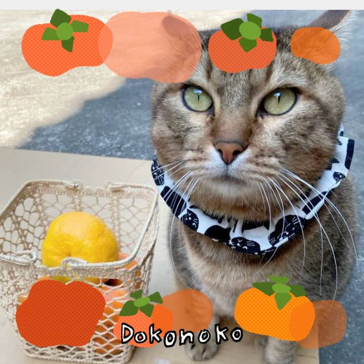 4ab3c4f5 508e 4021 89ac 5d7f70bce098 1761137092392