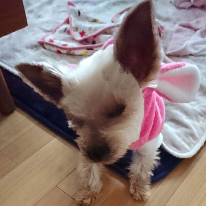 4ab41dd0 cd9c 43fb 989f 417f3531be2f 1544948812224