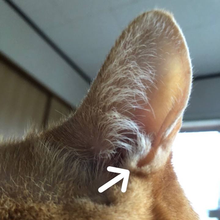 4ab48a47 e63c 46a6 8097 99ff0c088751 1721419393912