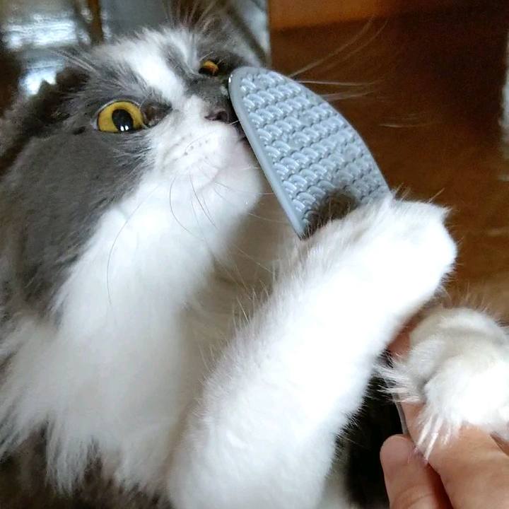 4ab531d2 a456 4b57 84f9 cc256a7b5a00 1592021820047