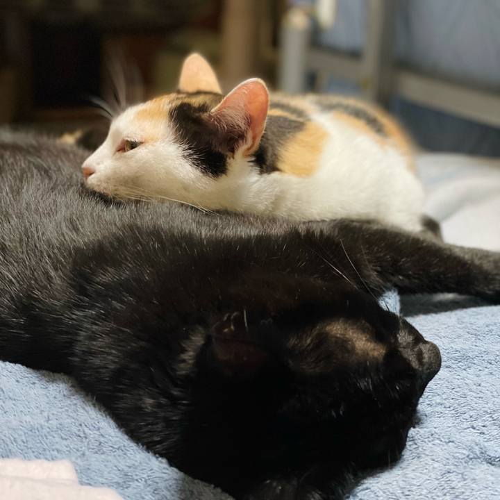 4ab65cd3 57bc 4fca ab2f 2619ea9db24d 1634178948316