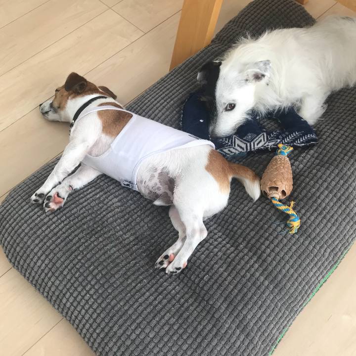 4ab6c36b b541 4e8e b260 6f932f77e7f5 1531274296698