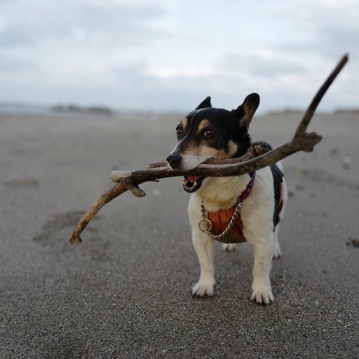 4ab8695d 0f44 4dc9 87de 6f10c0e22874 1516426247277