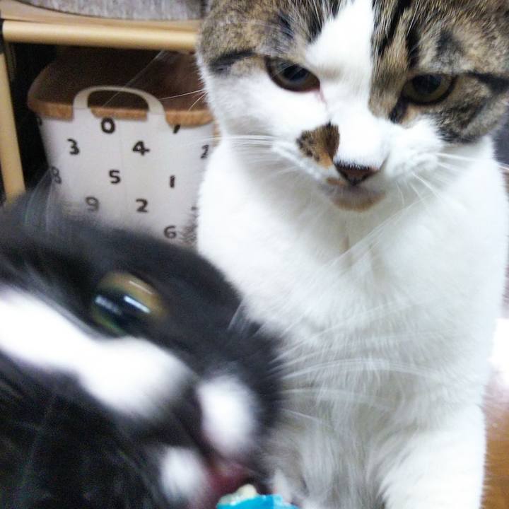 4ab88adc d95e 4232 a5f7 c3ce8dc85b6a 1658584101638