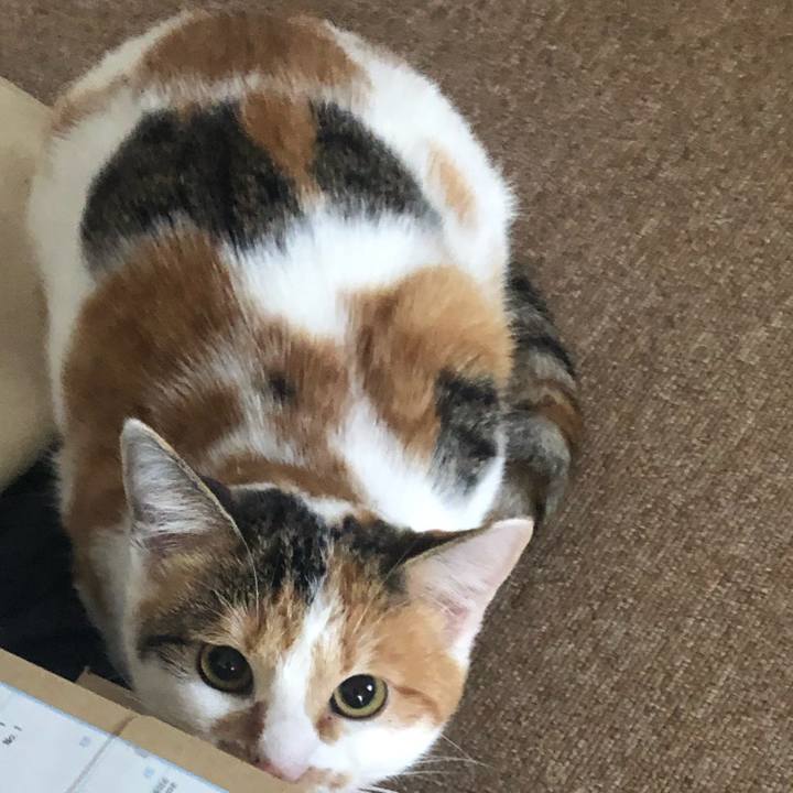 4ab8ea70 df01 4ea7 a0e7 8678d73d5b85 1576020654317