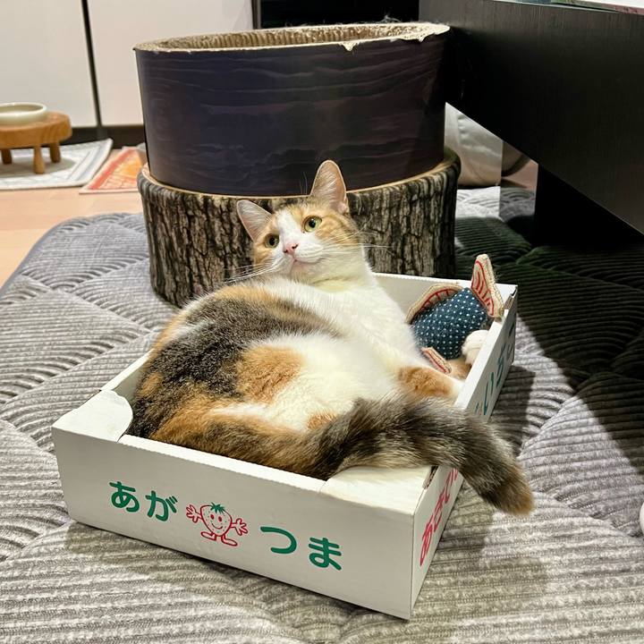 4ab9d84d dbb1 4fcd a646 cda3eb6bffdb 1760067705098