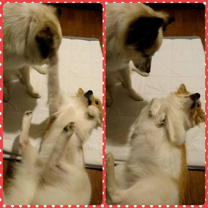 4aba24a9 8697 4fc9 9864 2e4dde2cc1f5 1510833627164