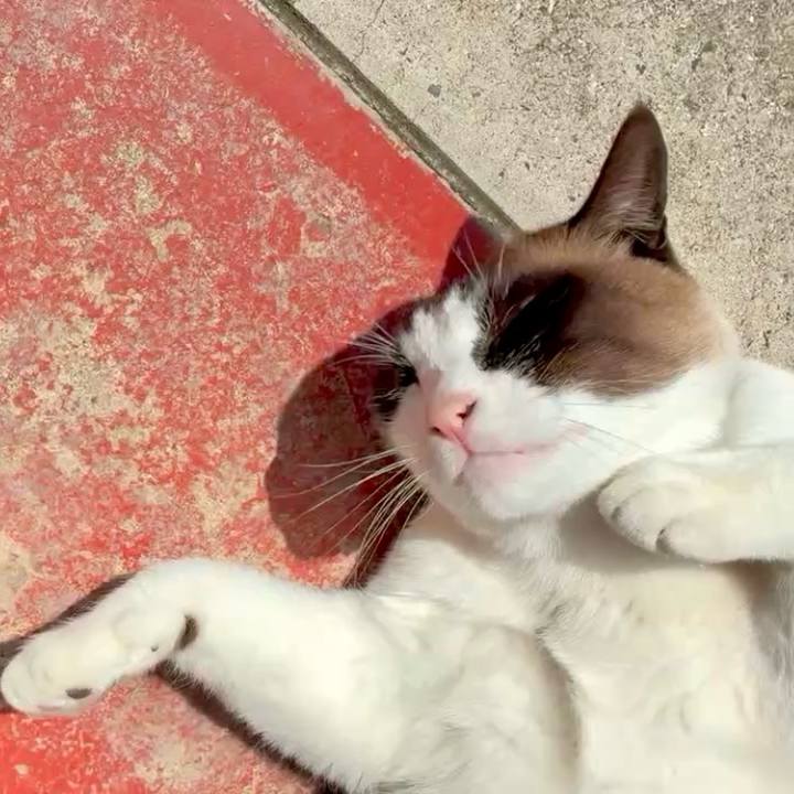 4abaa862 d317 430e a2a6 ee4688bb580b 1748661497819