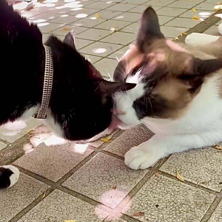 4abbbdc7 b763 488b 8e24 84e8ba6077e6 1749088674637