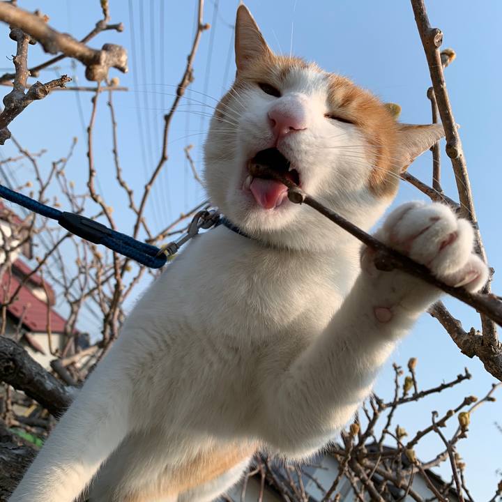 4abddeff 5132 446a bc1a 84d282bbe1f3 1586914460380