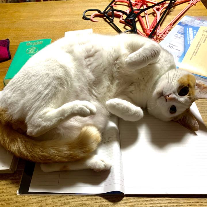 4abeaf16 7686 4a78 800a 4fd42a58dd08 1585139633555