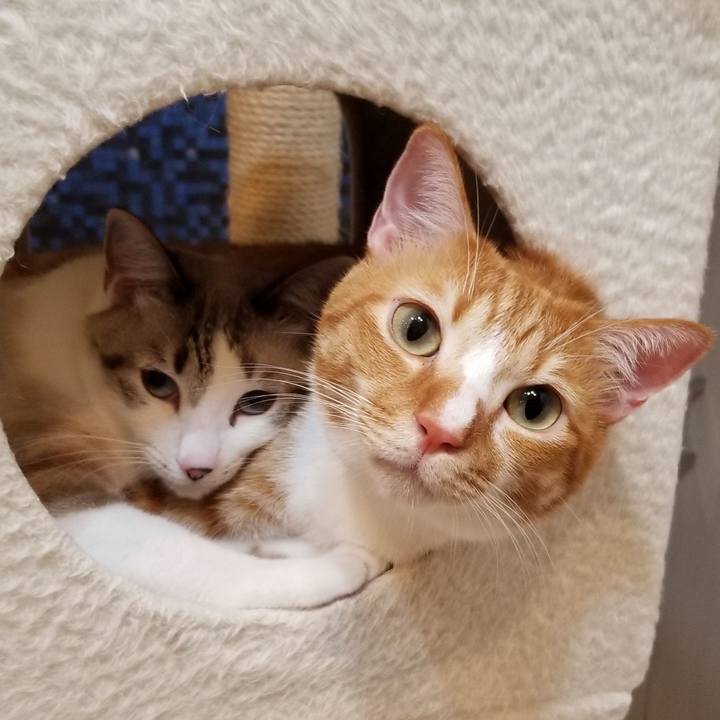 4abff43e 7990 4e5a 8d56 4a241f10d83c 1526551939282