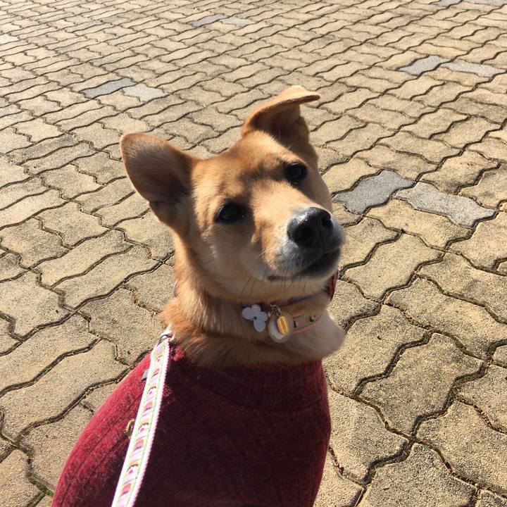 4ac02d43 cac9 4a9f b130 f18116f8b6b4 1512559141407