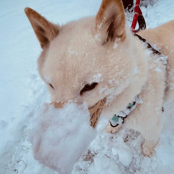 4ac0bb22 9240 4c70 93e3 6636ddce2e42 1741212619249