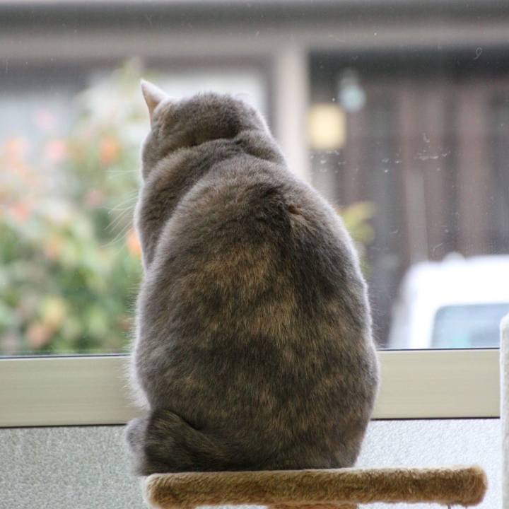 4ac0d331 e59d 4d0d a32b 191ab347c8e6 1542763010886