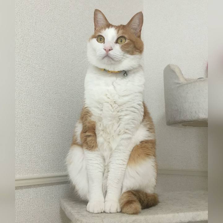 4ac31996 ebe2 46be 9948 067110a5b41f 1554026108668