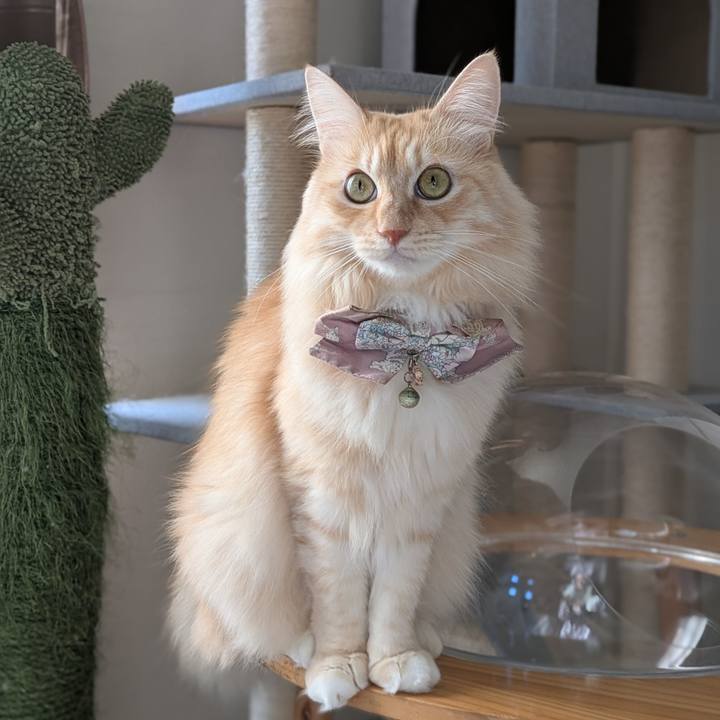 4ac3b5ee 78d8 4d54 b6e5 d55cd0ea44da 1732342755885