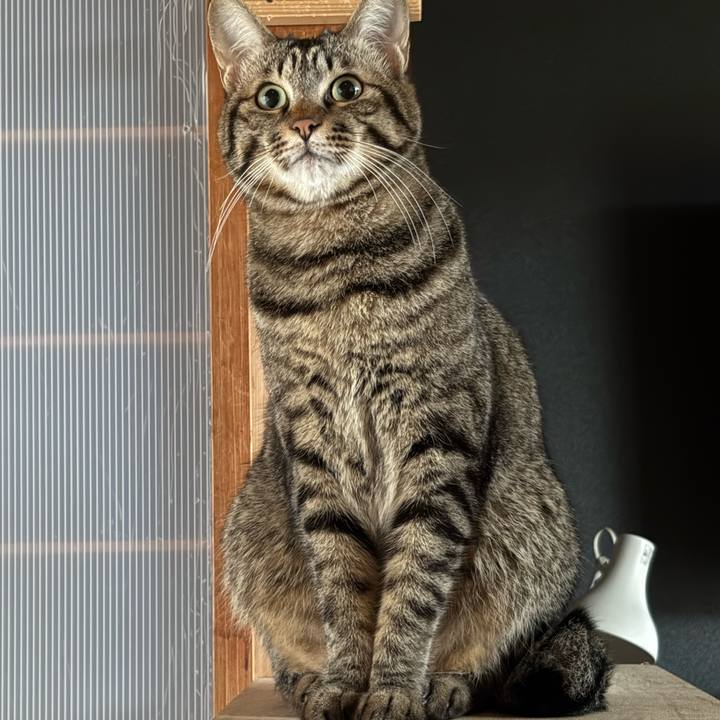 4ac3cec8 0810 454a 9e45 a929d01b4937 1764556838097