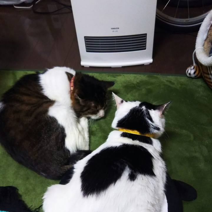 4ac409c9 5afe 4ce1 a5a1 1d6c6d85065b 1544941153983