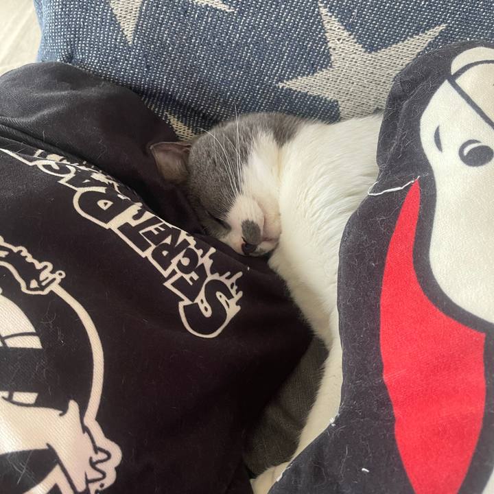 4ac4c90a 8ae6 4aaa 944d 8ee5f0d5209e 1651318606350