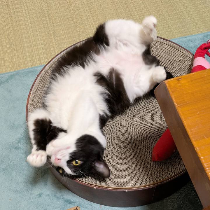 4ac64b68 2a31 4c9e b623 b8ebb70da5e6 1747804301650