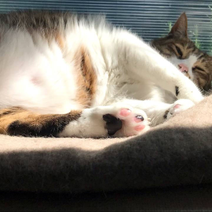 4ac6573b e091 4786 8e62 9fe533c2246c 1619845966724