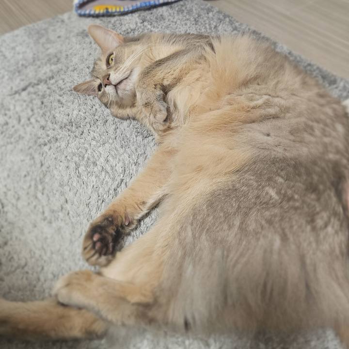 4ac75ad9 b545 4b5b a559 334b567eab09 1775654444410