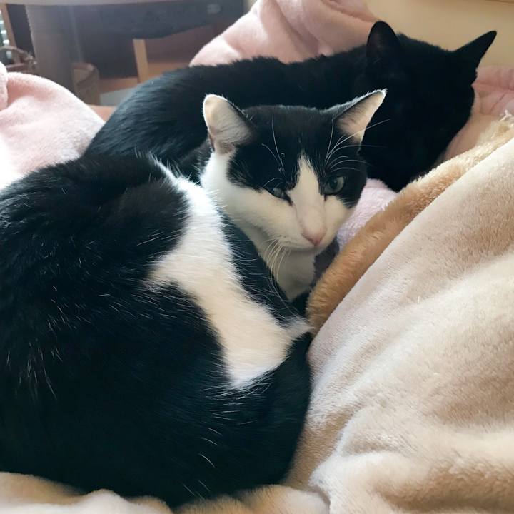 4aca93e2 c506 4f11 9189 d49666f3d132 1511829479518