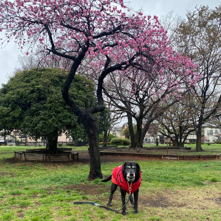 4acb6a4f bbe4 4c80 b4e0 58df2b554800 1743245385368