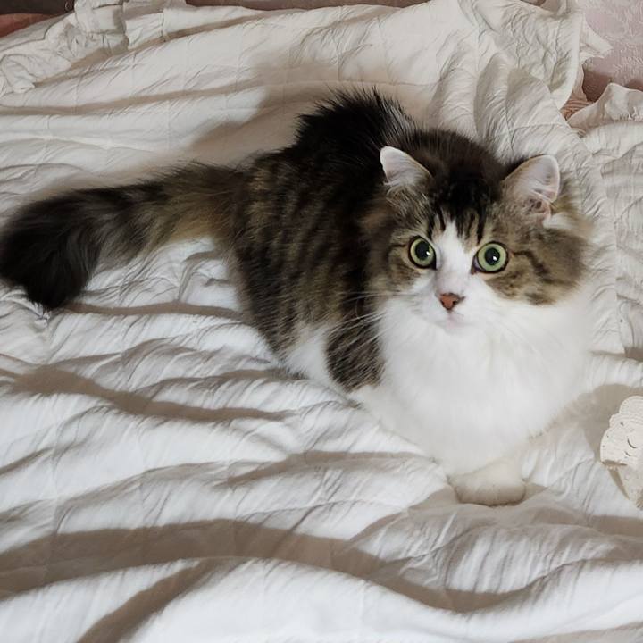 4acc7340 bd04 40bc 9cbe 57e29862217c 1739656055033