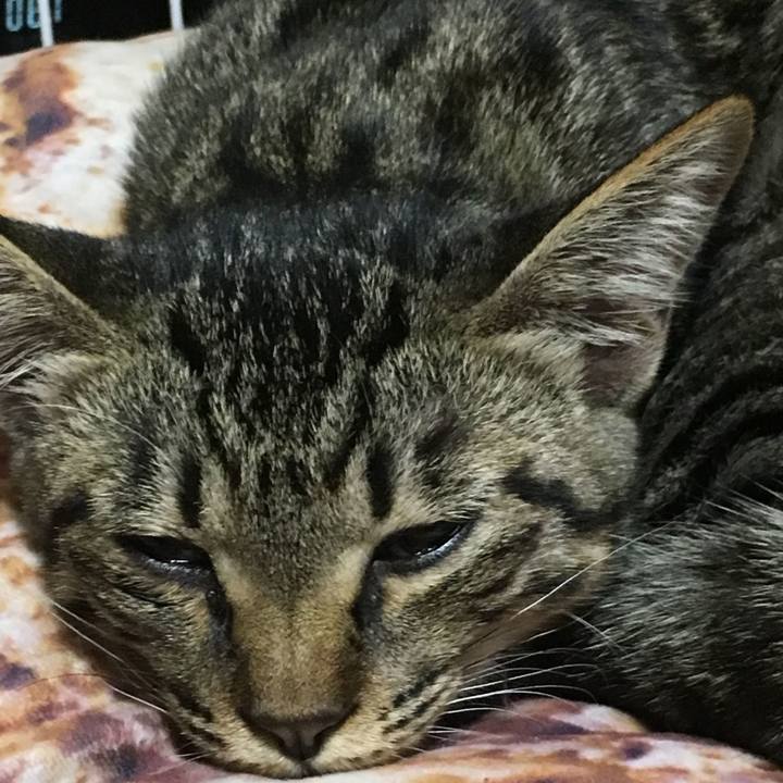 4acc7807 9498 4db8 826e 6fc53c06c21a 1592163952224