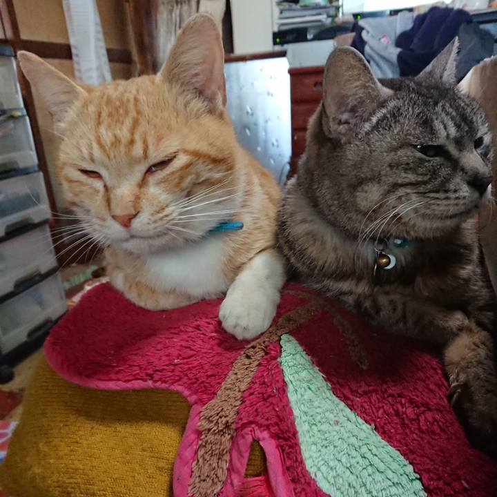 4acc7fcc 8ce6 42d5 85e4 0af29b14d946 1557273406561