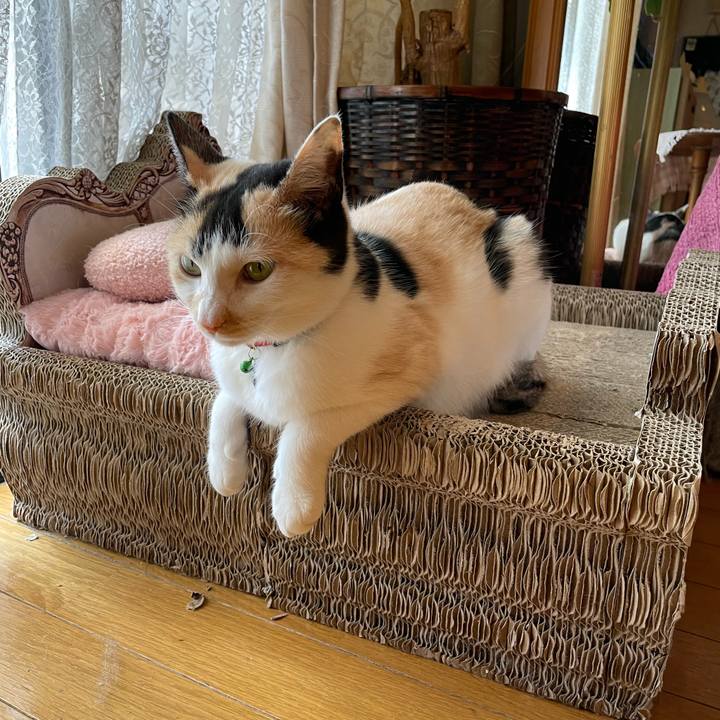 4ace888e 4952 4190 bd3b c2a2adb24f14 1709778591513