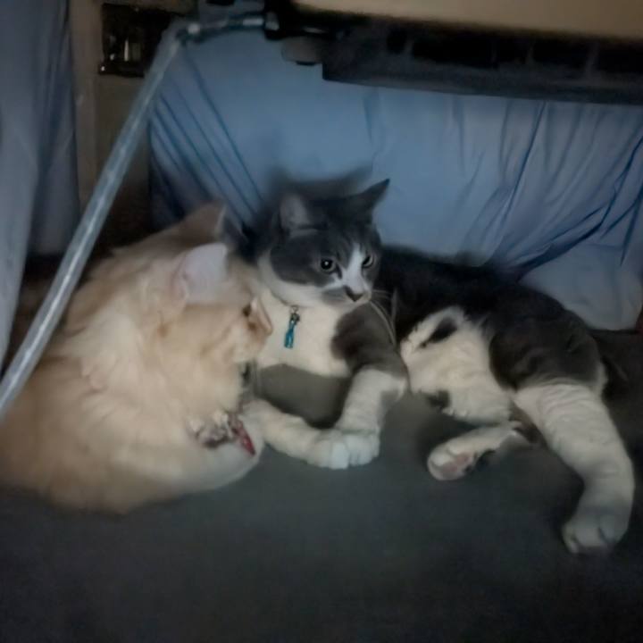 4acf2862 8022 49d9 99ca 417b869a757d 1765976637058