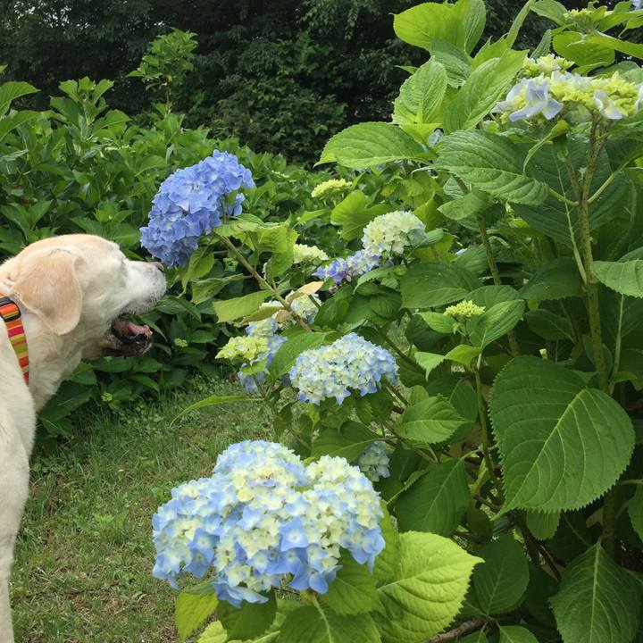 4ad082c2 799f 4577 8bbd 007801c7b116 1528857720626