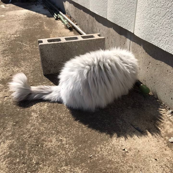 4ad185a9 78f4 4b55 b632 bfe45e0ad654 1585134328568