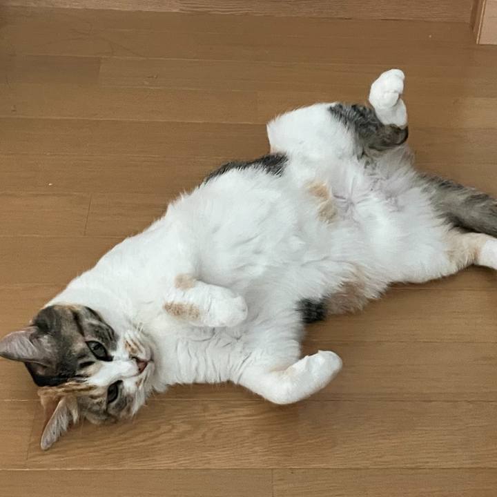 4ad20f52 3ef3 4dcd 85a2 dbaf241d4a0d 1753914874002