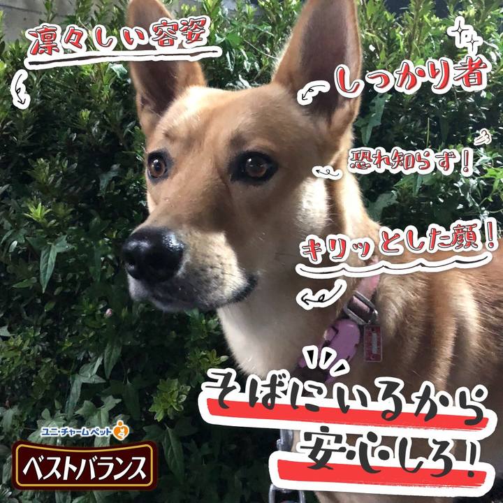 4ad34c98 a6a1 4c5a b314 79d1d7330eb6 1541681414773