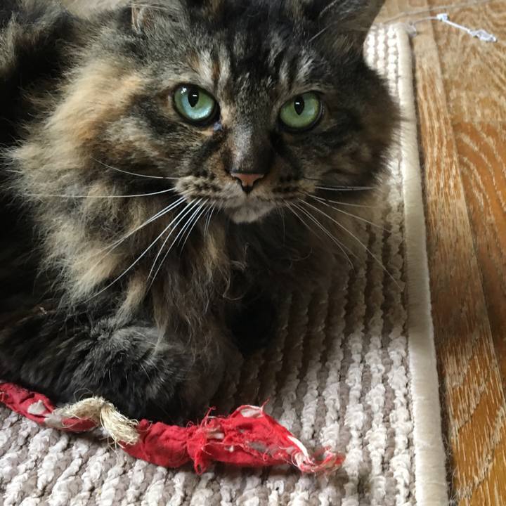 4ad36184 2247 43e3 b94c c6c6eb4bdffc 1570750000100