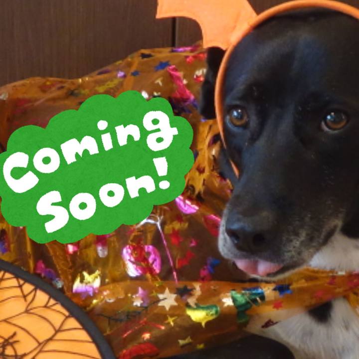 4ad389c5 63b1 4f4a 928a 5ac8d0a22ab8 1666868414991