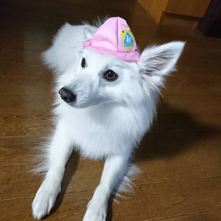 4ad3c26c 1dbf 4d4a b4d9 a5403588f5c7 1525512878393