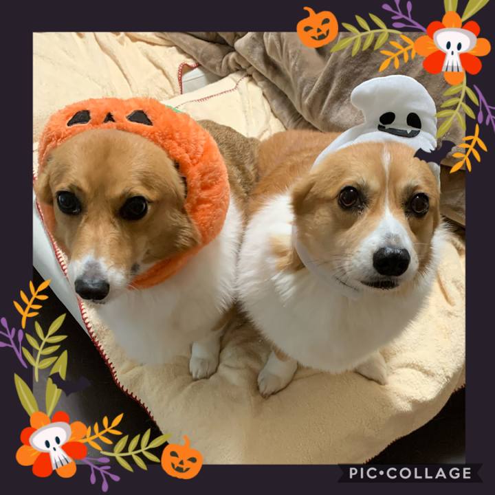 4ad47e81 4f7c 473b 9bf4 bb6926c3fe5e 1572513780415