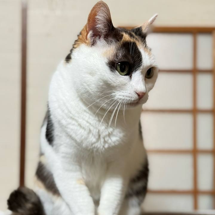 4ad48088 9c79 40b4 a6e2 af4196ae2ee0 1770340999474